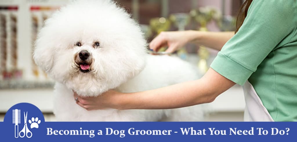 Becoming a Dog Groomer – What You Need To Do? | Petlife