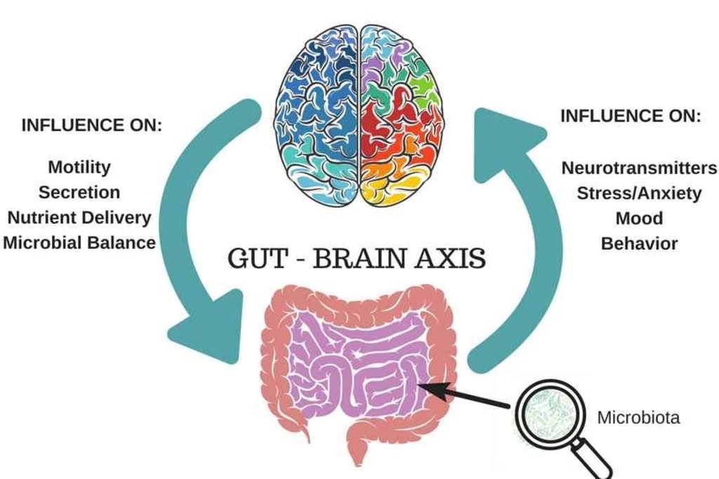 The Gut The Starting Point to Health Longevity