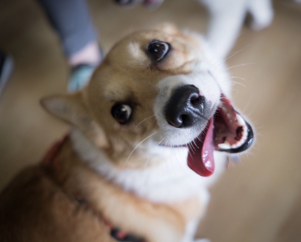 Why You Love Animals More than you Love Humans | Petlife Why You Love Animals More than you Love Humans | Petlife