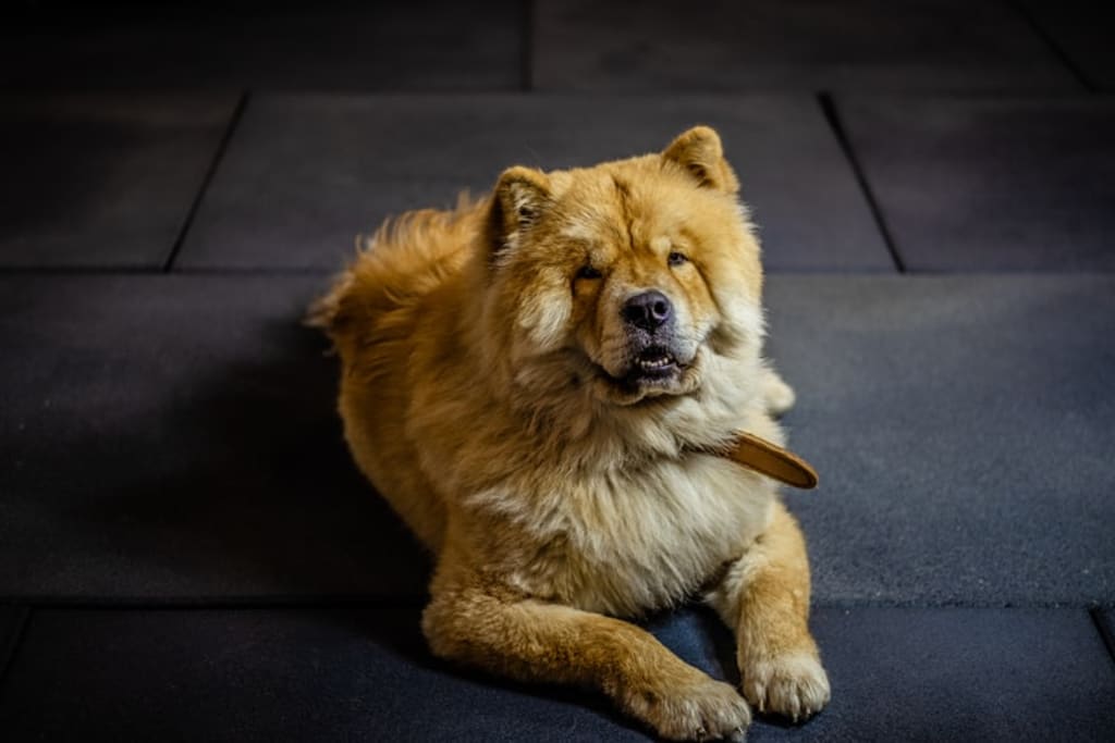 ancient chow chow