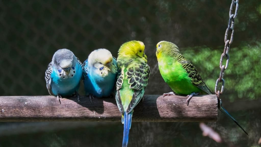 How long do parakeets live? All about parakeets lifespan Petlife