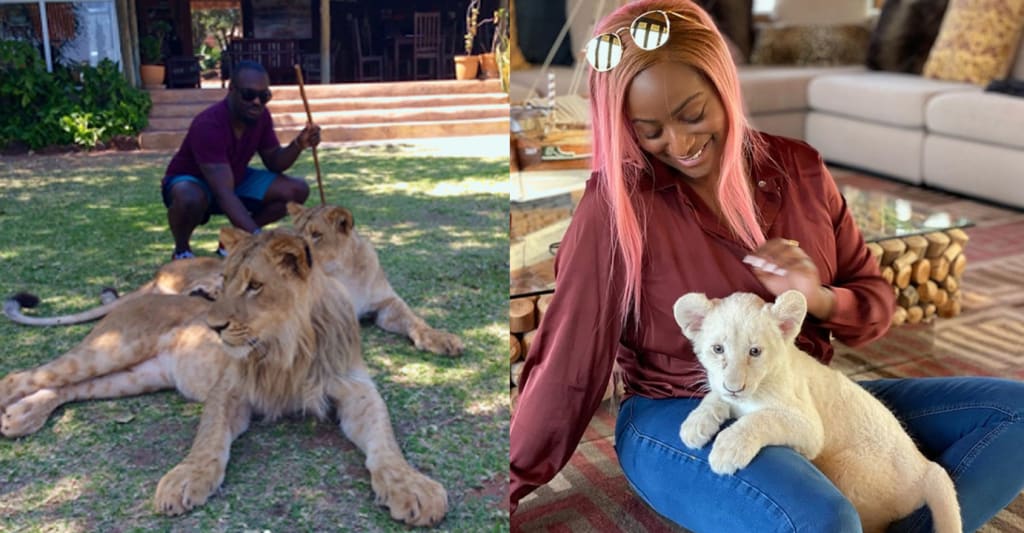 7 Celebrities Who Keep Wild Animals as Pets (Photos). | Petlife 7 Celebrities Who Keep Wild Animals as Pets (Photos). | Petlife