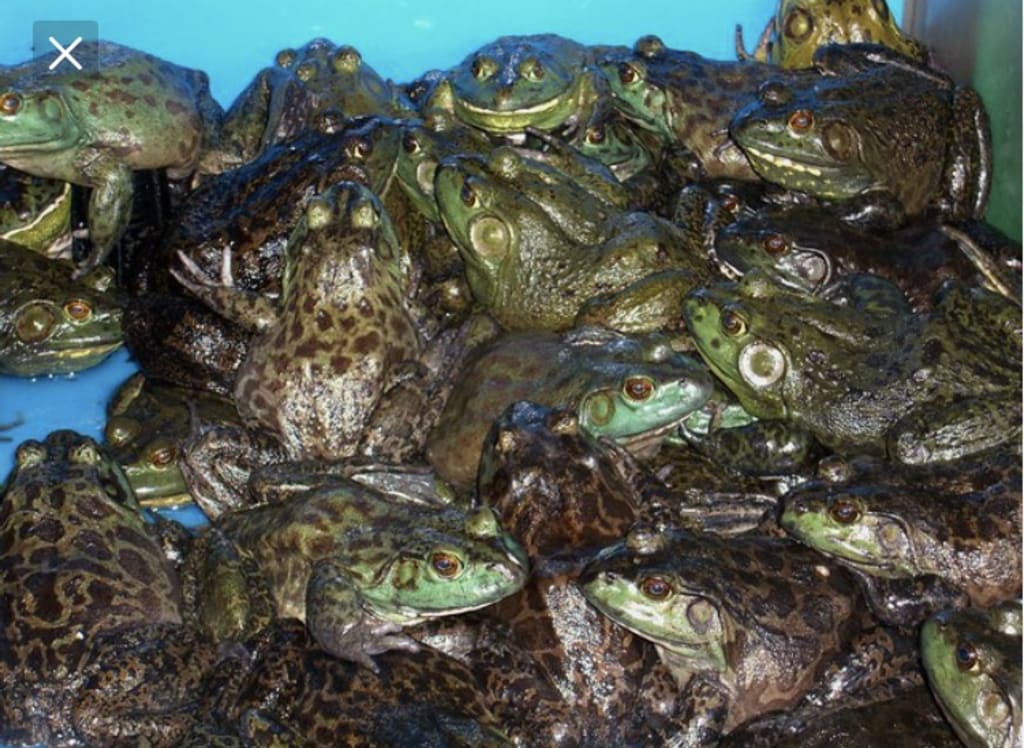 The Battle of the Windham Frogs FYI