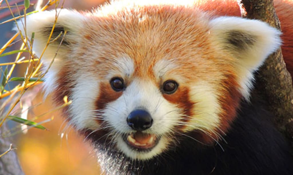 Red panda rarest species in the world Petlife