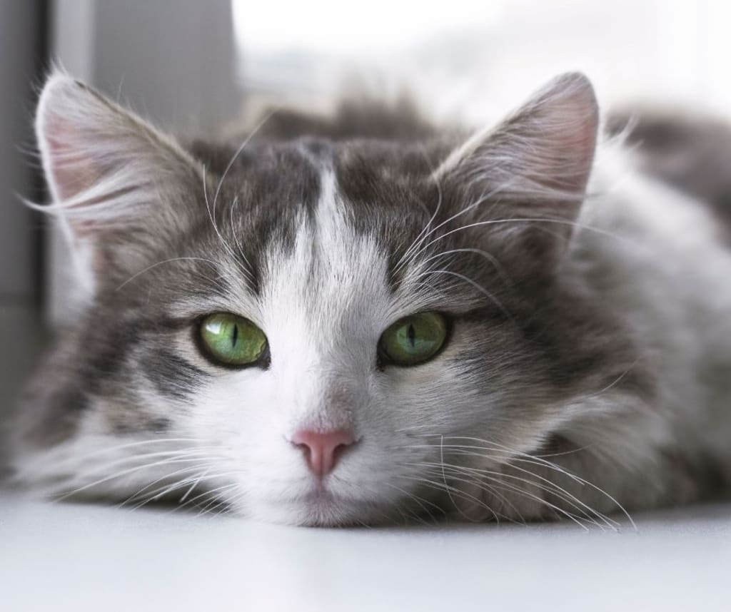 An Emergency Blocked Cats Petlife