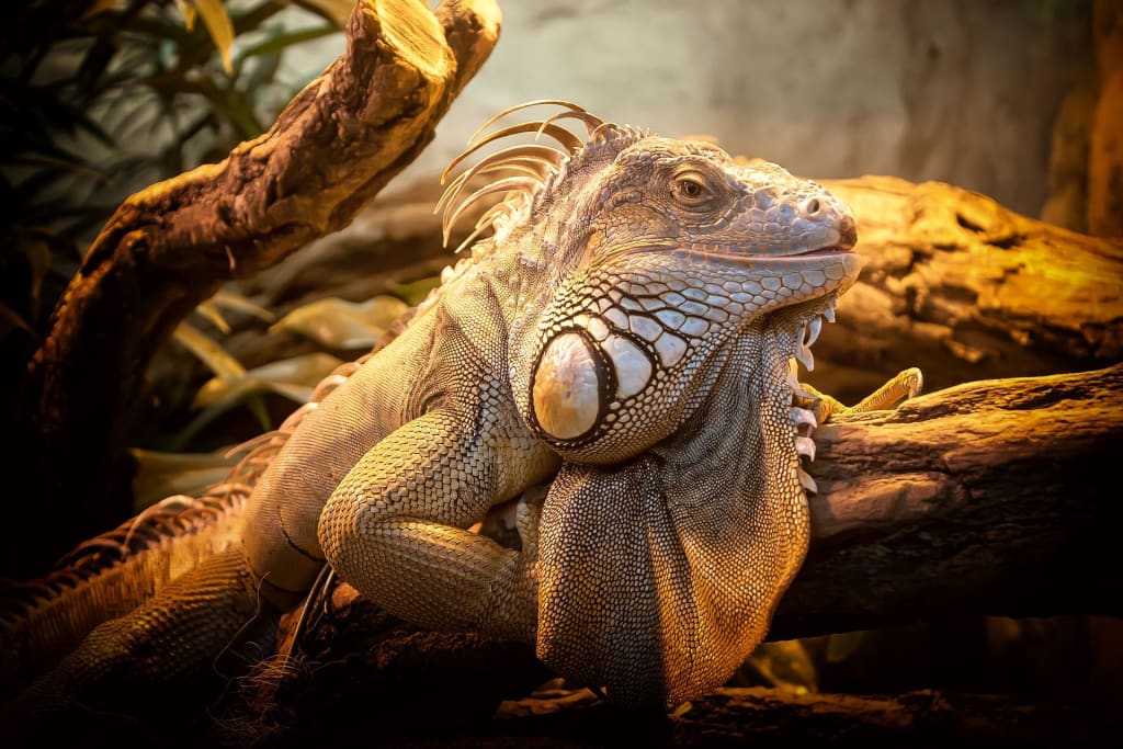 Top 10 Creatures You Won't Believe Actually Exist | Petlife Top 10 Creatures You Won't Believe Actually Exist | Petlife