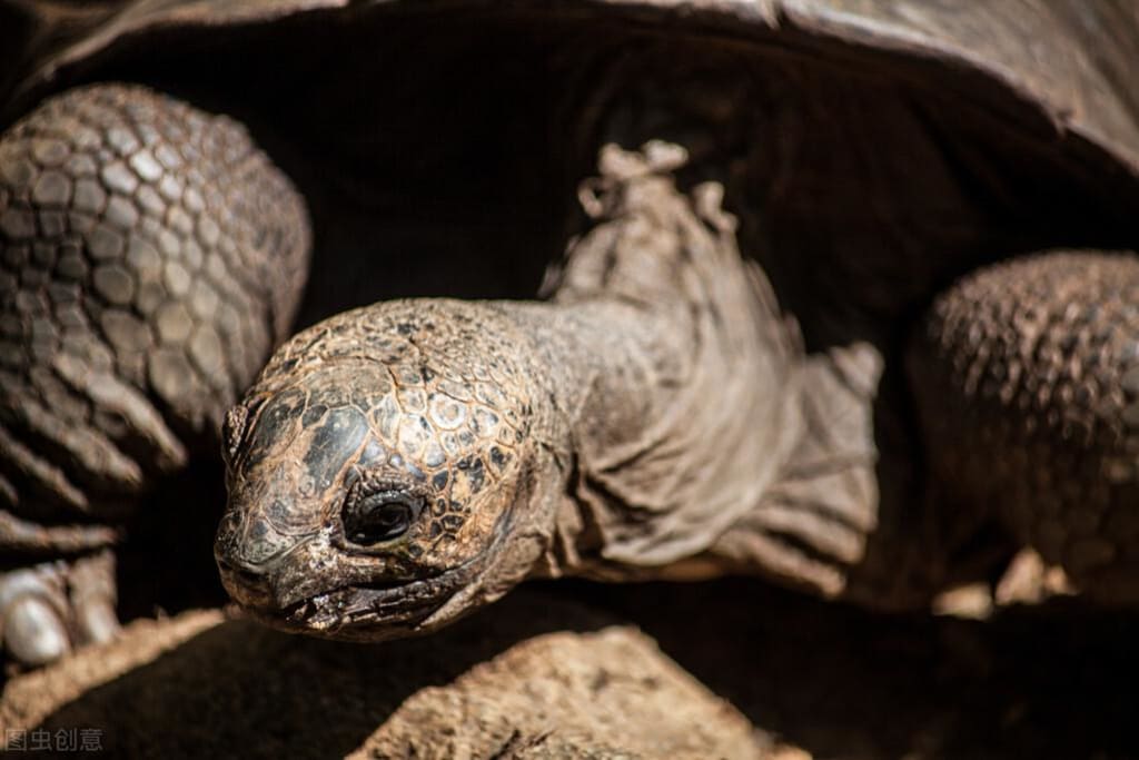 The top 5 longest-living animals on Earth | Education The top 5 longest-living animals on Earth | Education