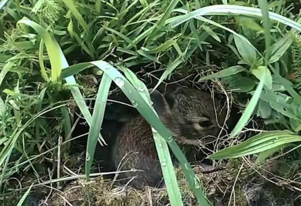 Is it true that rabbits don't eat grass in the nest? Why? | Earth Is it true that rabbits don't eat grass in the nest? Why? | Earth