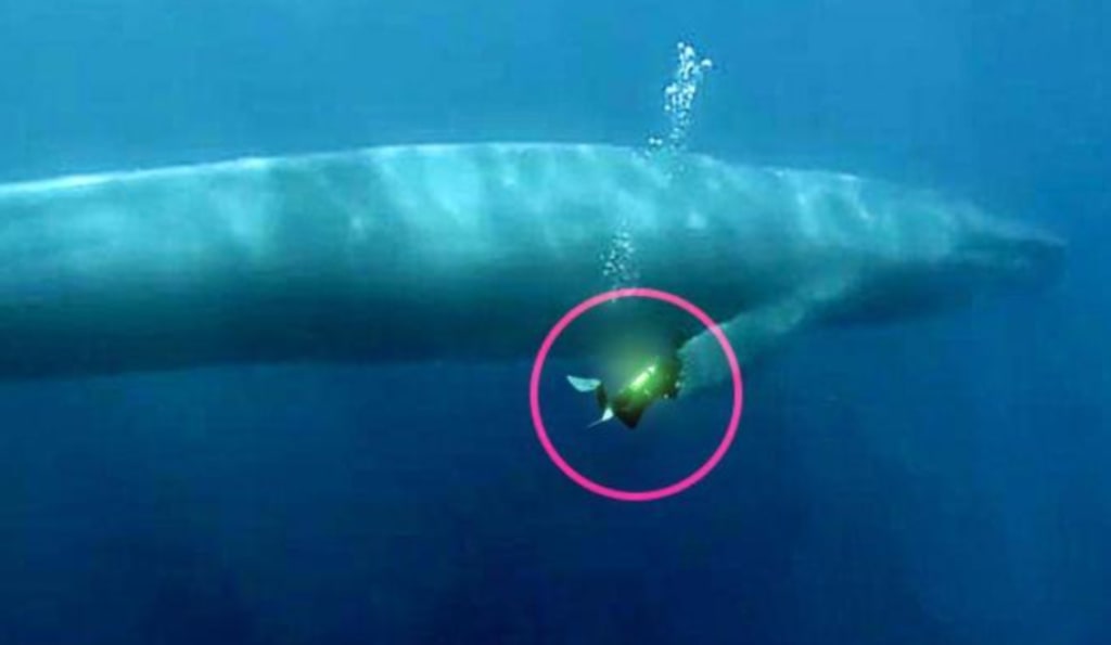 What is the largest living creature on Earth that is still alive today? | Earth What is the largest living creature on Earth that is still alive today? | Earth