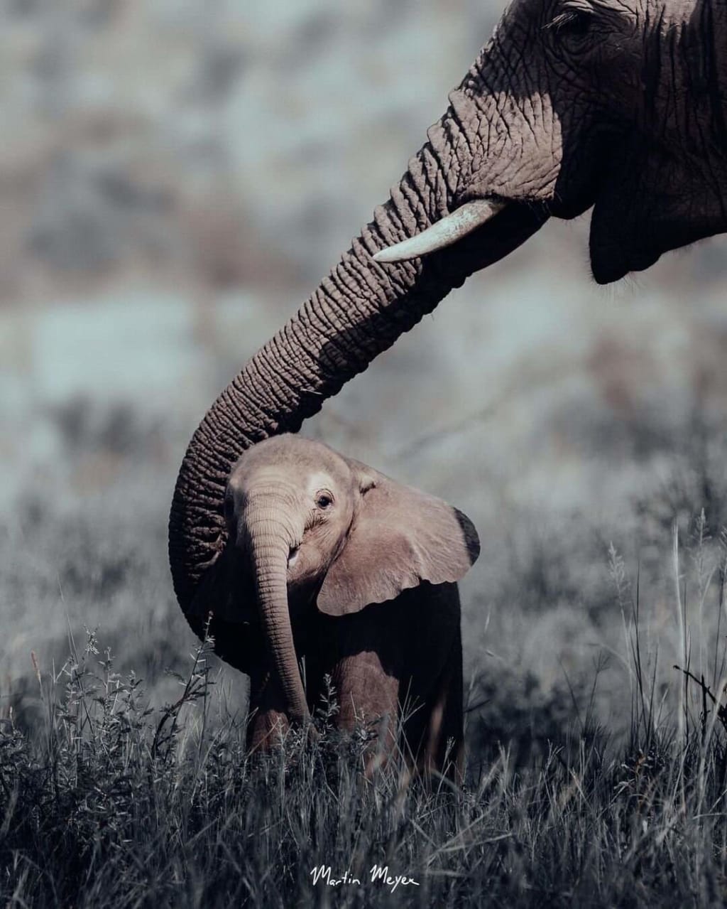 Everything you need to know about elephants, the largest land animals | FYI Everything you need to know about elephants, the largest land animals | FYI