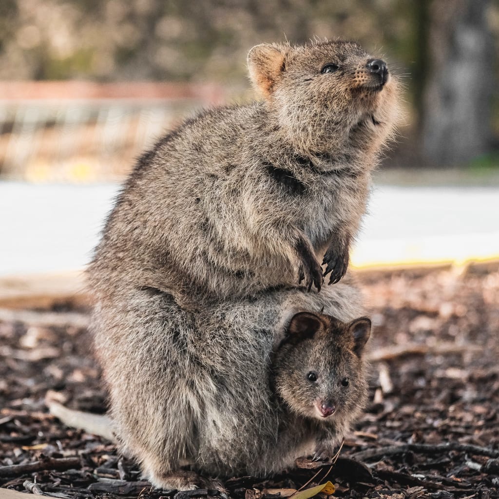 The happiest animal in the world, the quokka, sleeps with a smile. Is it trying to laugh itself awake? | Petlife The happiest animal in the world, the quokka, sleeps with a smile. Is it trying to laugh itself awake? | Petlife
