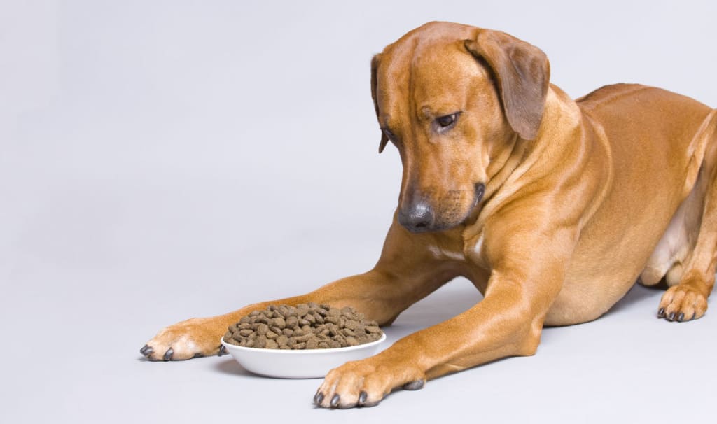Nutrition Credentials And Their Role In Pet Food Formulation