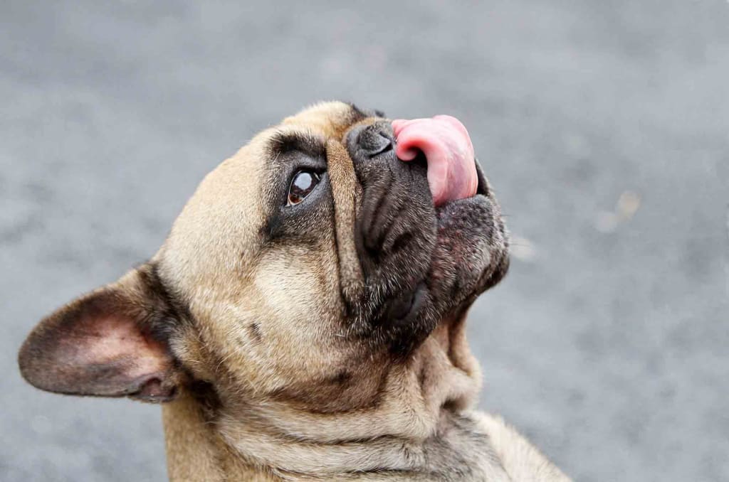 why-do-dogs-eat-cat-poop-petlife
