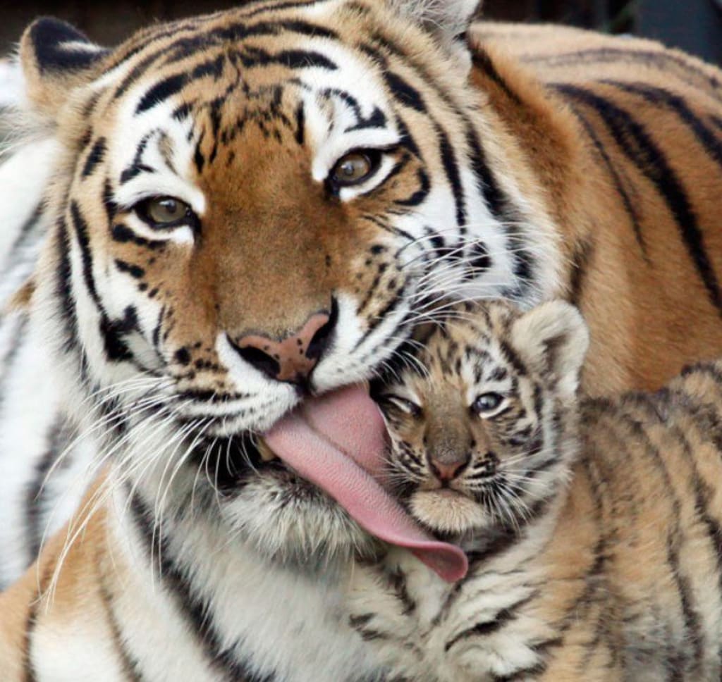Tiger Mother Families