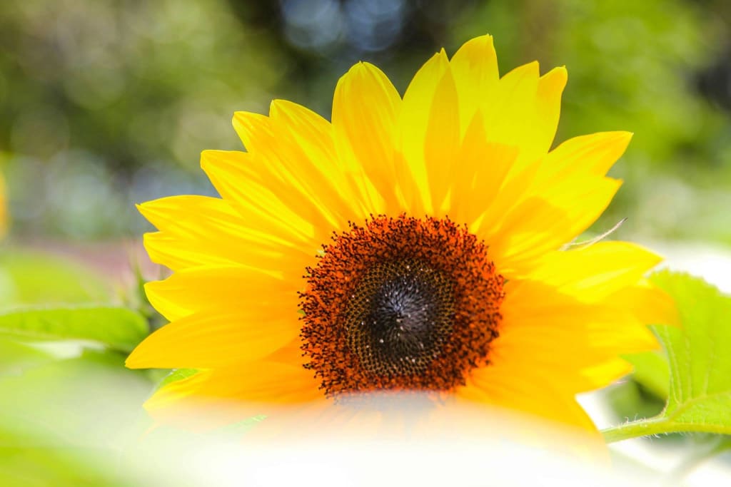 Focus On The Positive And What Will Make A Difference Psyche