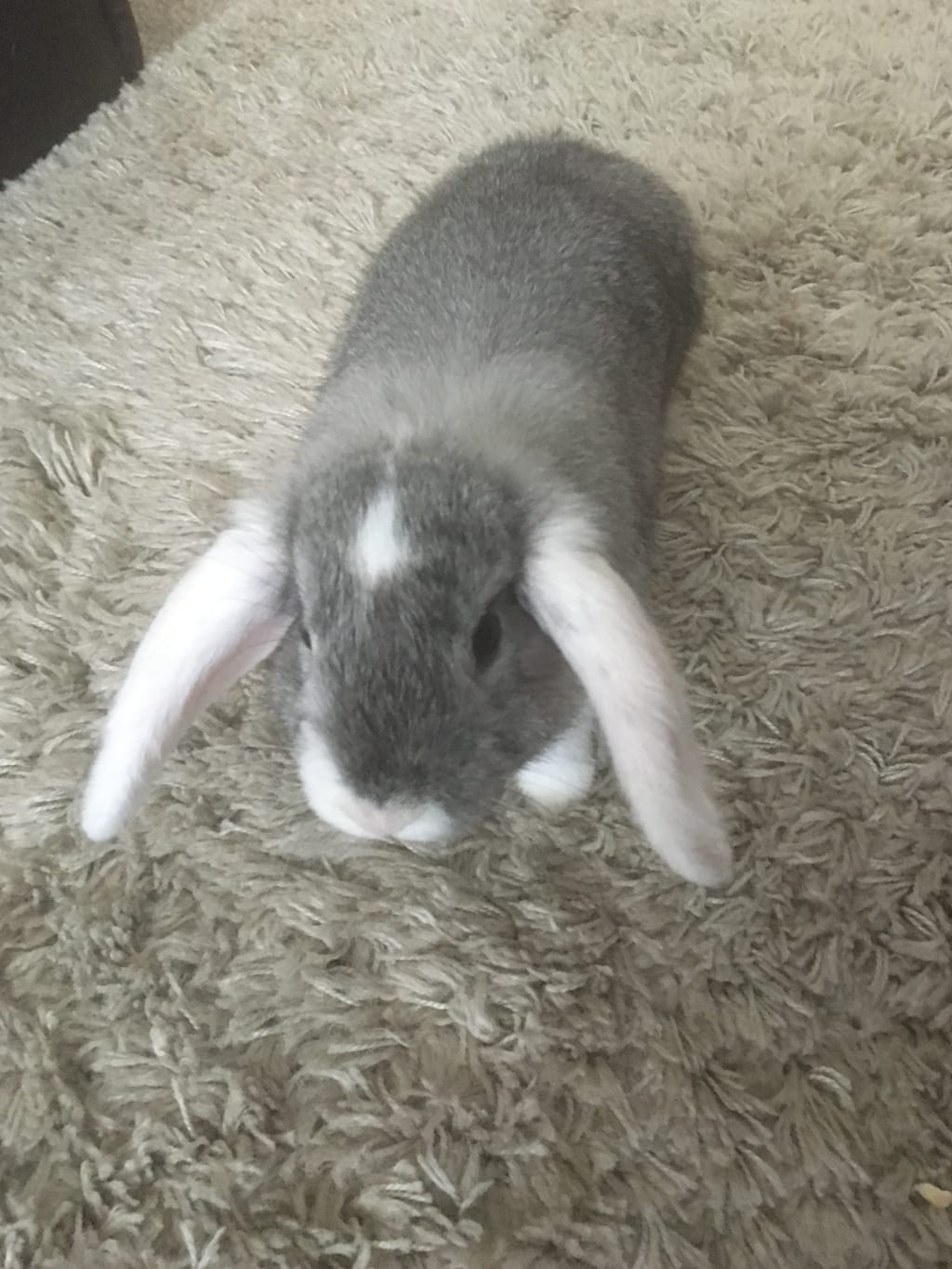 10 Winter Rabbit Care Ideas Petlife