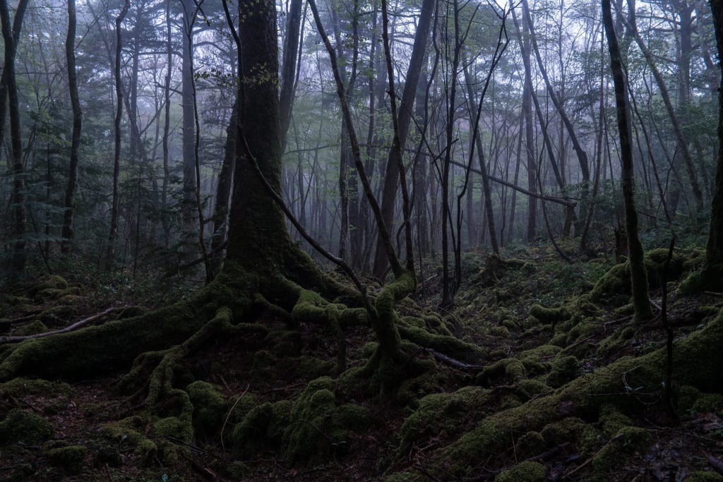 Would You Walk Through A Forest Where Souls Wander Geeks