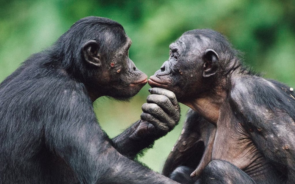 Weird Animal Sex Habits | Filthy Weird Animal Sex Habits | Filthy