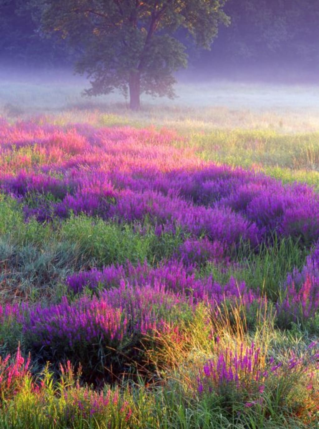 Fields of Heather Poets