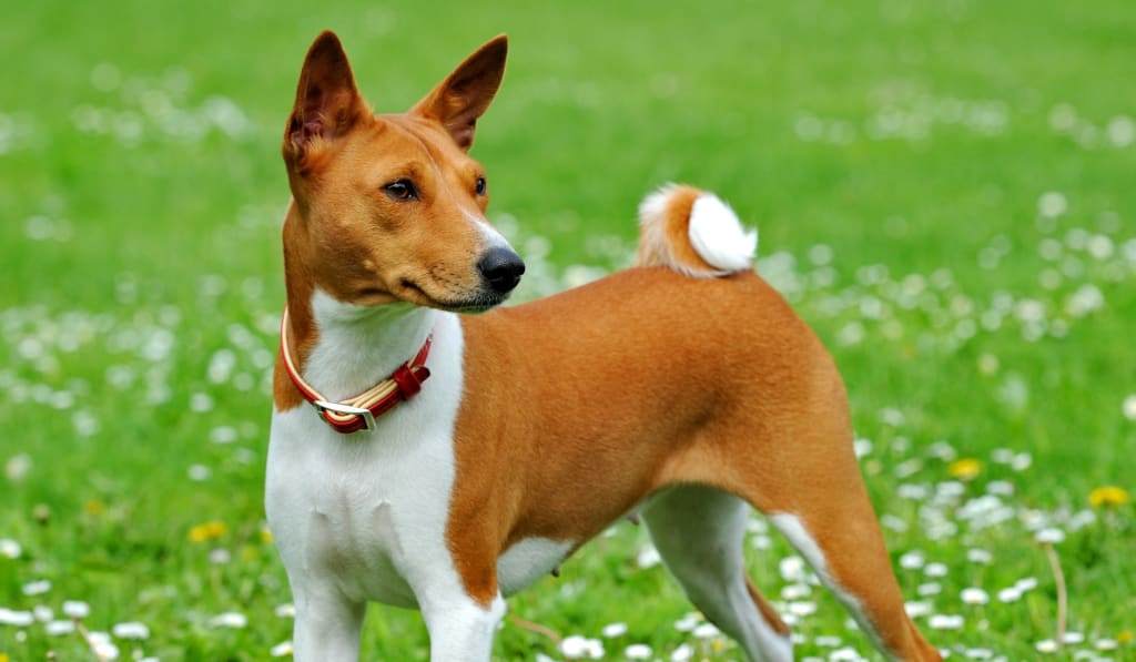 medium dogs hypoallergenic