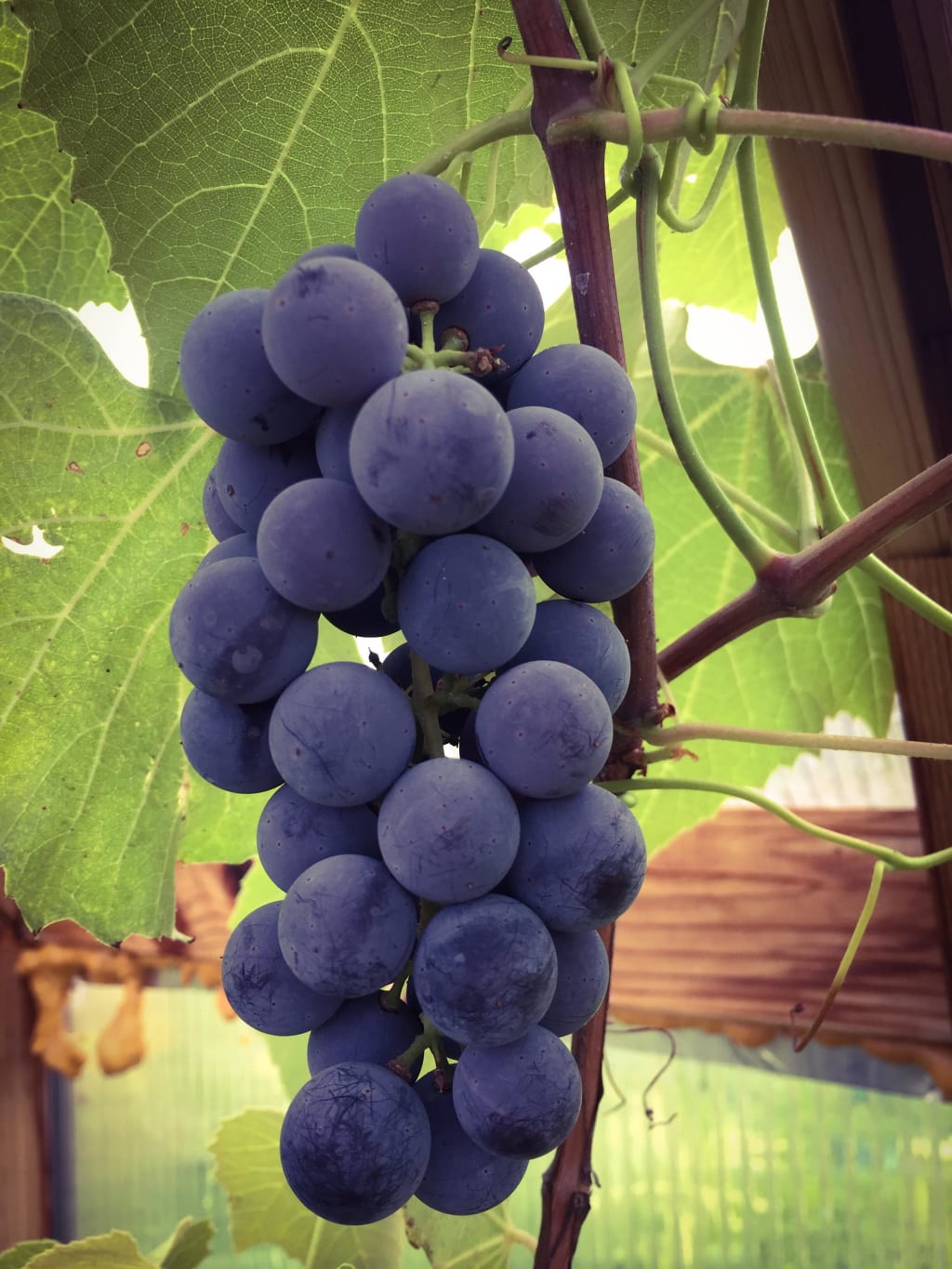 Yes, You Can Grow Wine Grapes in Montana! Proof