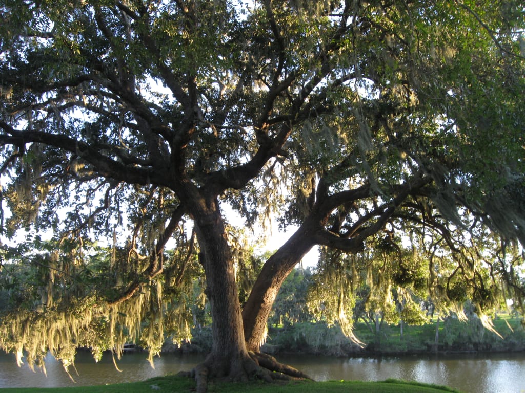 Under the Oak Tree Near the River Humans