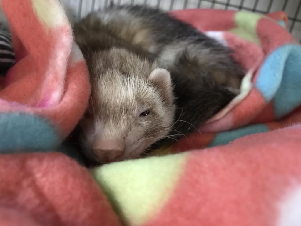 Having Ferrets as Pets Petlife