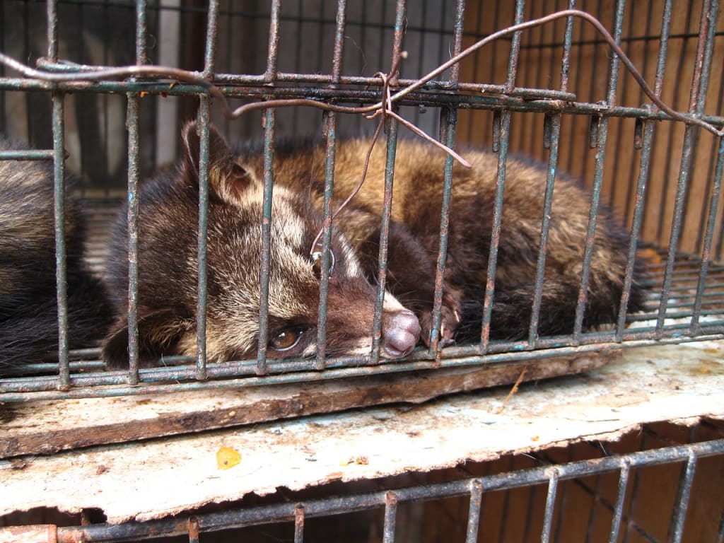 Animal Welfare Act 2006: Simplified. | The Swamp Animal Welfare Act 2006: Simplified. | The Swamp