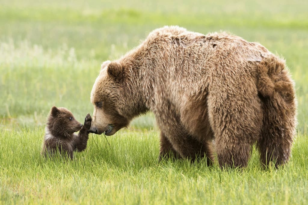 Best Wildlife Photographers on Instagram to Follow | Photography Best Wildlife Photographers on Instagram to Follow | Photography