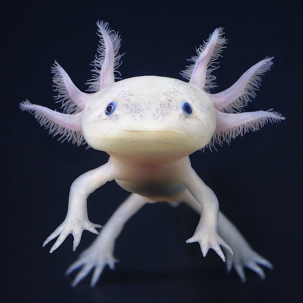 Willow The Axolotl Petlife