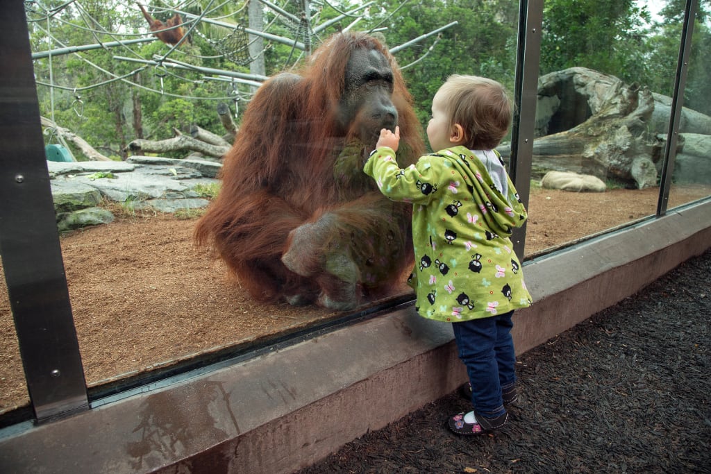 Zoos: Good or Bad? | Petlife Zoos: Good or Bad? | Petlife