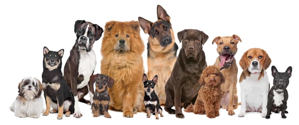 Best Pet Adoption Websites | Petlife Best Pet Adoption Websites | Petlife