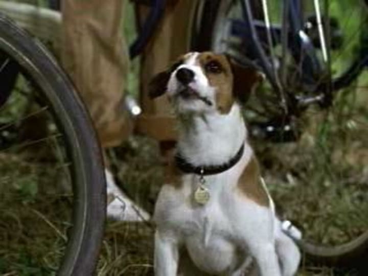 The 00s Movie Project My Dog Skip The Shocking Secrets Of A Gentle Family Dog Movie Petlife The 00s Movie Project My Dog Skip The Shocking Secrets Of A Gentle Family Dog Movie Petlife
