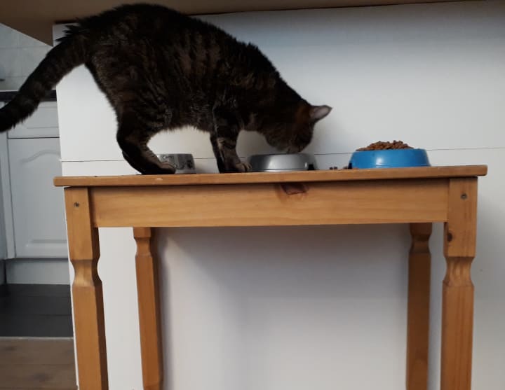 Elderly Cat Constipation Petlife