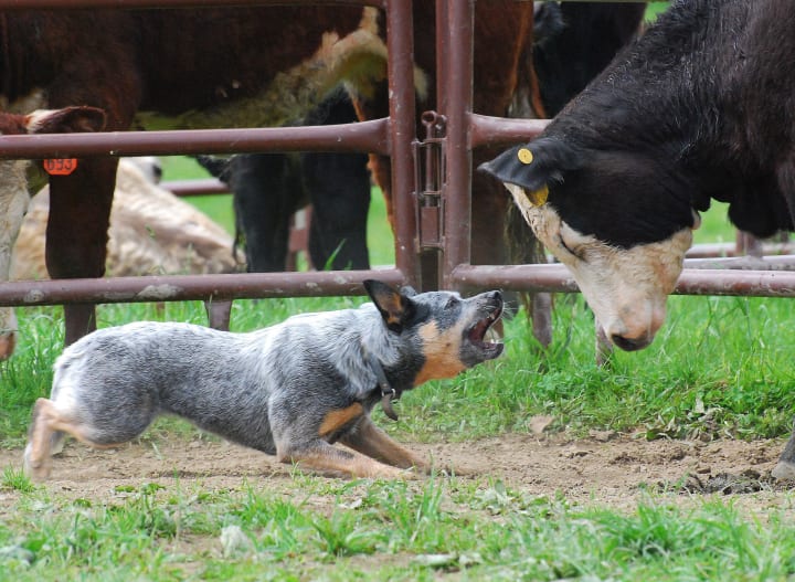 Australian Cattle Dog - The Canine Velociraptor | Petlife