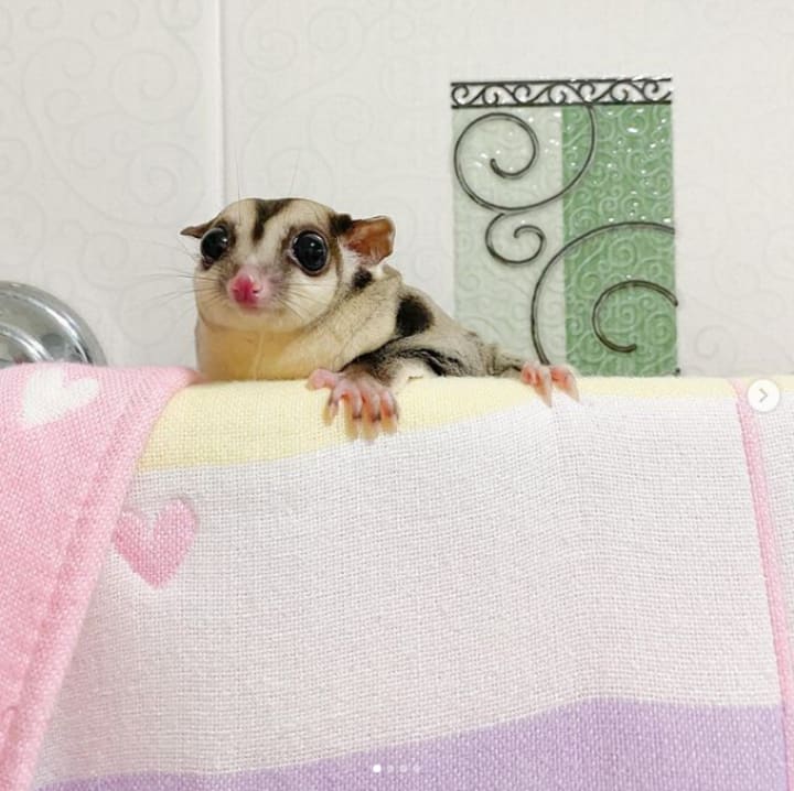 The Story Of The Crafty Sugar Glider On The Red Bus | Petlife The Story Of The Crafty Sugar Glider On The Red Bus | Petlife