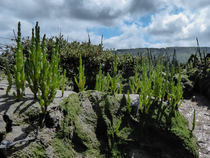 Plants found on salt marshes | Earth