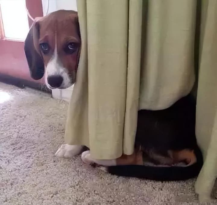 How many dogs have been killed by misleading owners? How much do you know about the way dogs think? | Petlife How many dogs have been killed by misleading owners? How much do you know about the way dogs think? | Petlife