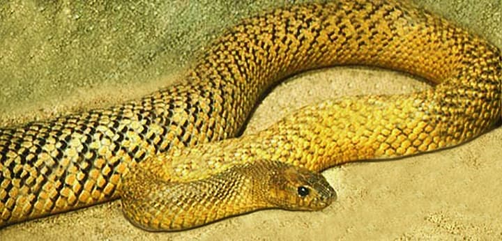 Venomous Snakes 世界の毒蛇大図鑑 - 爬虫類/両生類用品