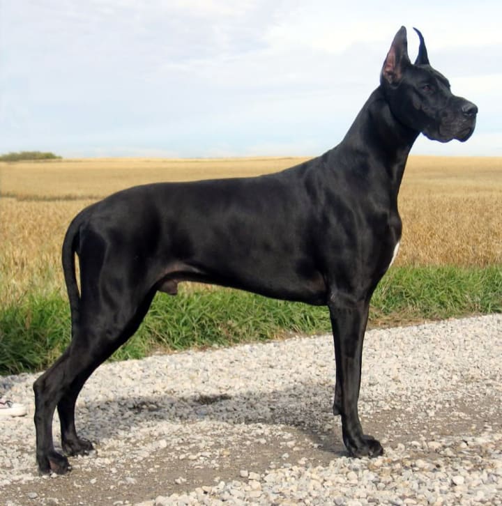 Best Large Dog Breeds Petlife