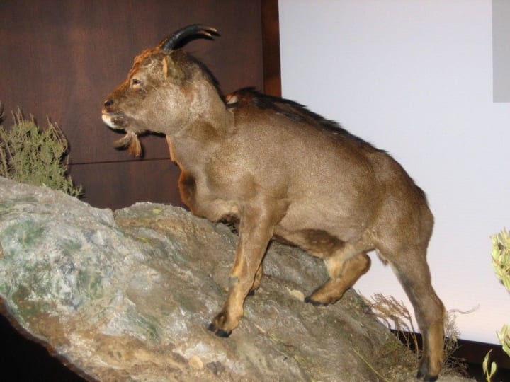 10 Strange and Fascinating Animals That Live in Caves | Petlife 10 Strange and Fascinating Animals That Live in Caves | Petlife