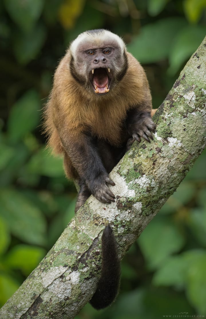 Best Wildlife Photographers on Instagram to Follow Photography