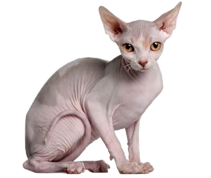 Most Loving Cat Breeds Petlife