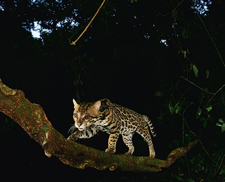 Best Wildlife Photographers on Instagram to Follow Photography