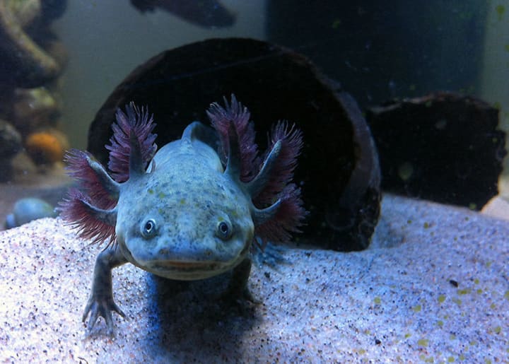 Exotic Pets Axolotls Petlife