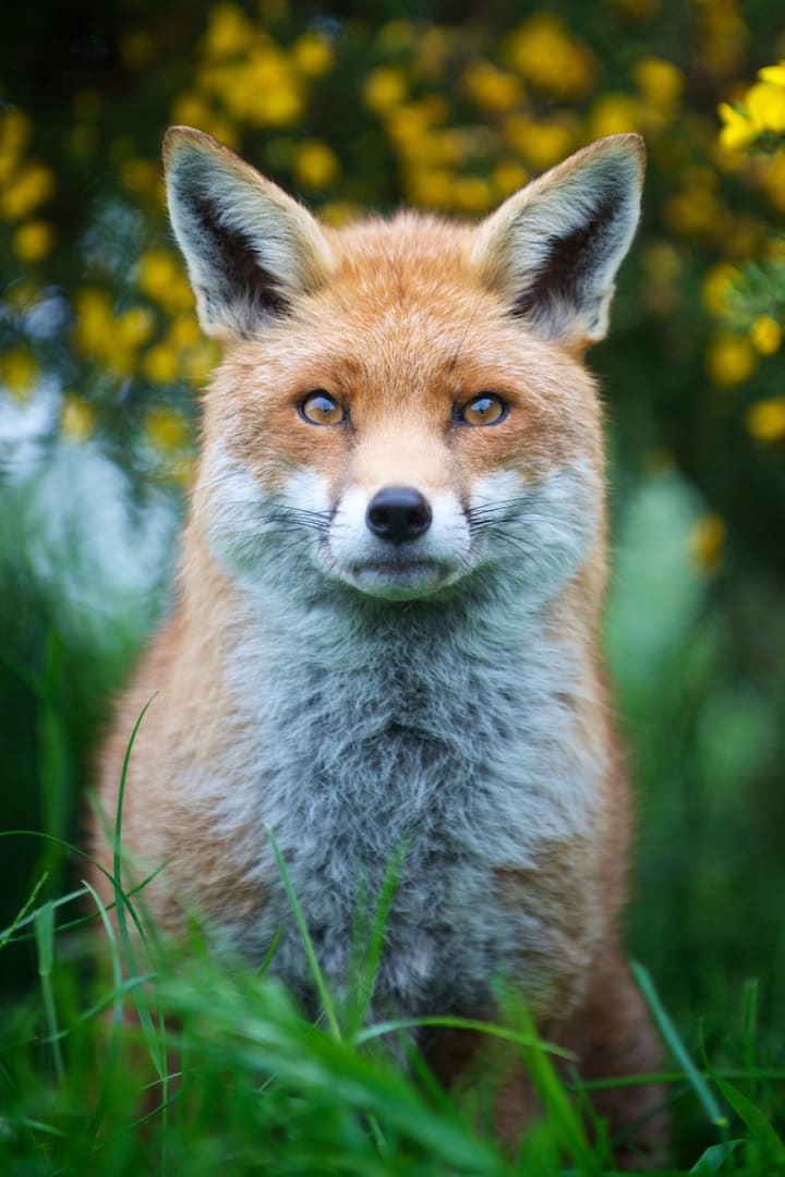 Best Wildlife Photographers on Instagram to Follow Photography