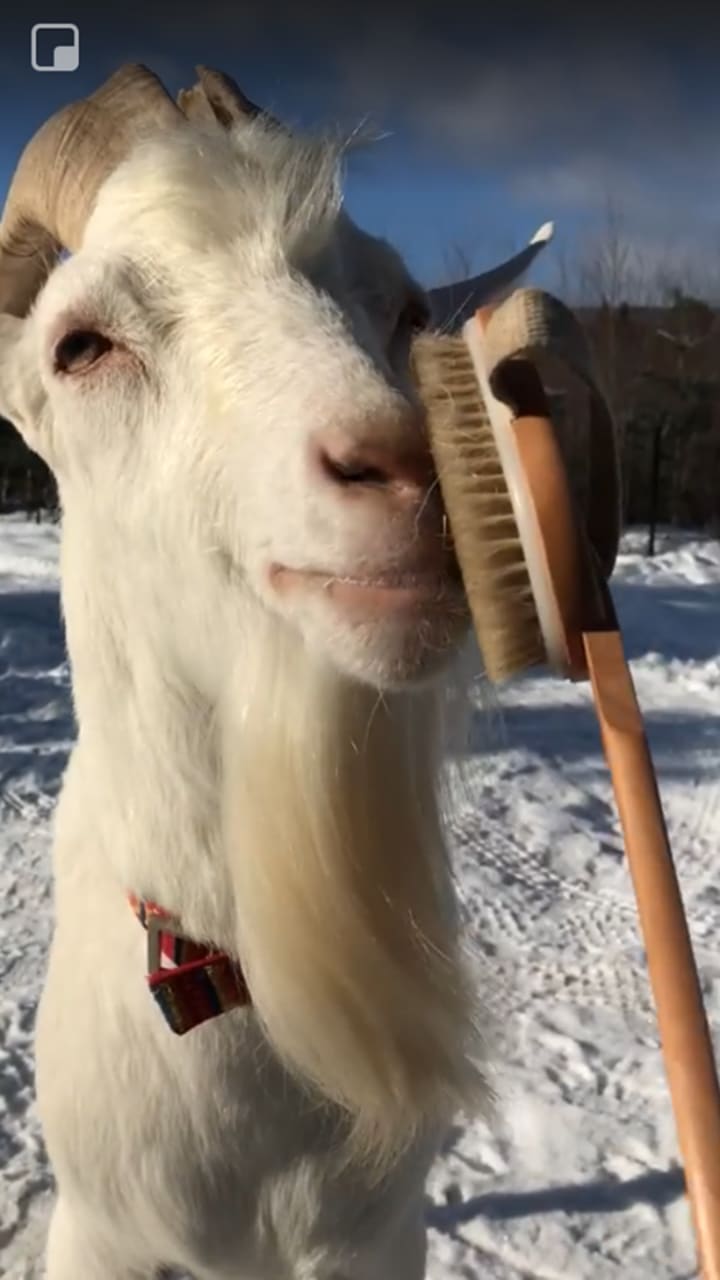 Grade School Teacher Drops Everything For A Cause The Swamp