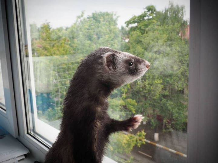 FerretProofing Your Home Petlife