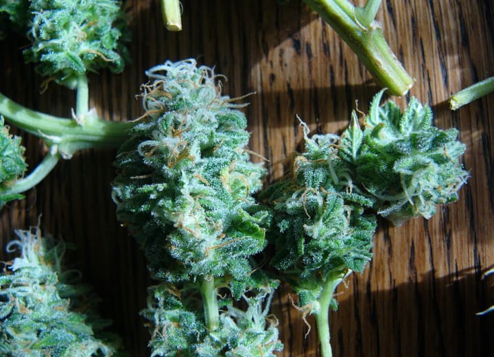 Growing Marijuana in Fish Emulsion Fertilizer Potent