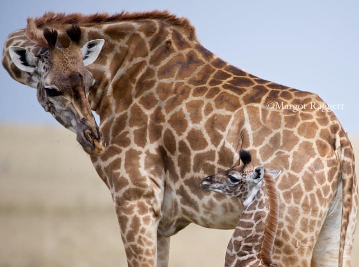 Best Wildlife Photographers on Instagram to Follow Photography